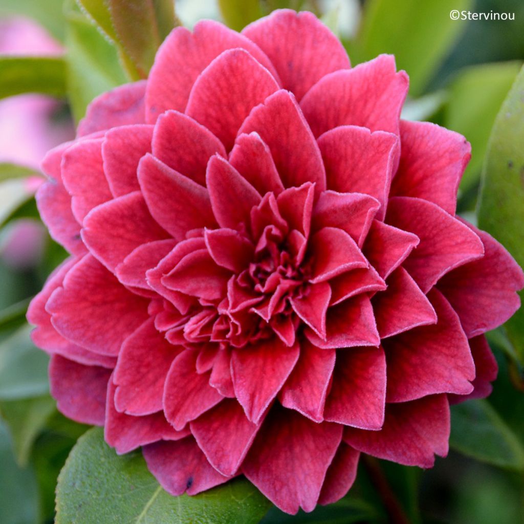 Camellia japonica Manuroa Road - Japanse camelia