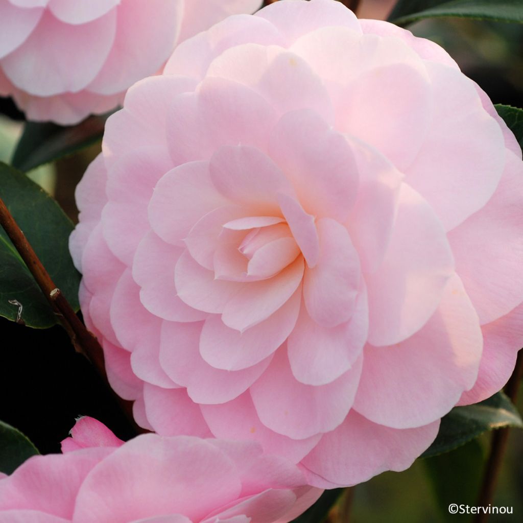 Camellia x williamsii Mimosa Jury - Williamsii-camelia