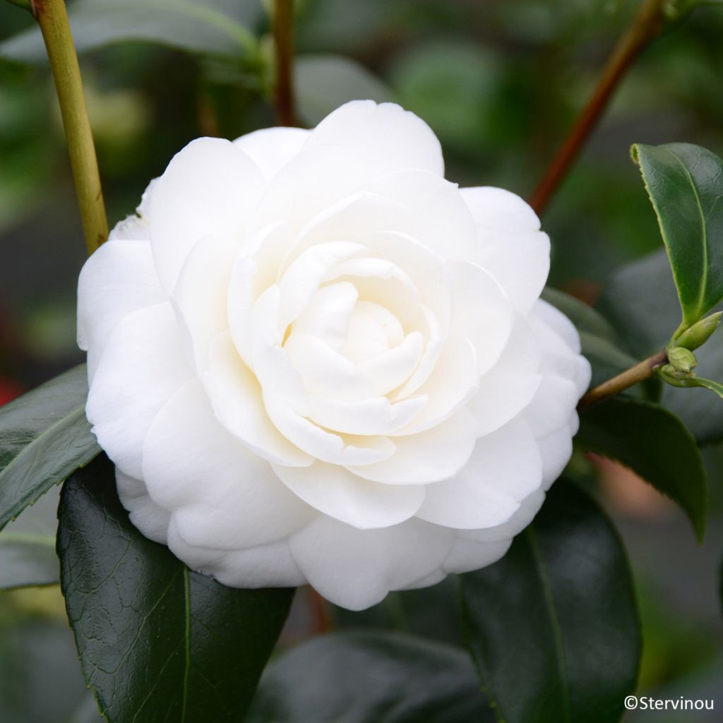 Camellia japonica Satsuma - Japanse camelia