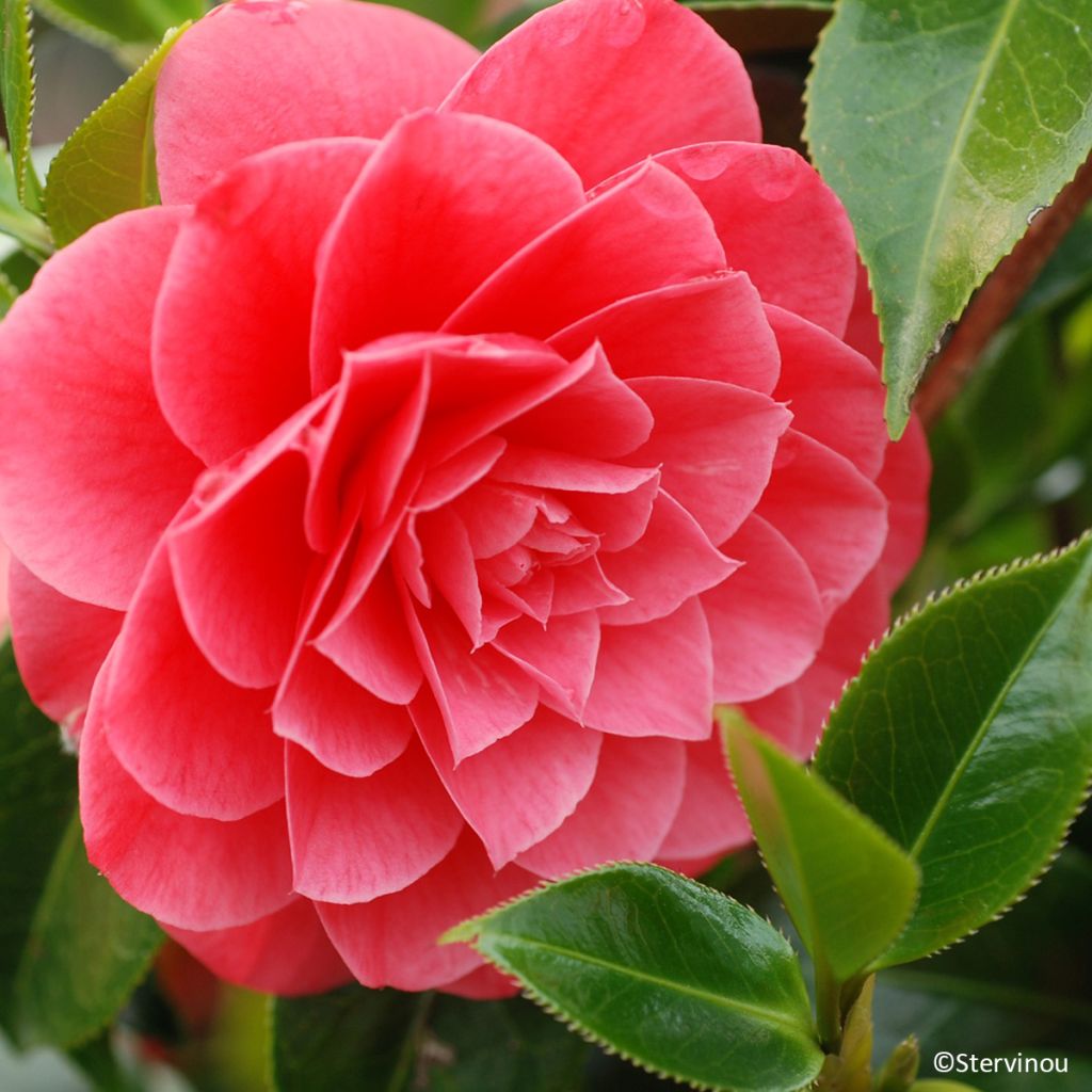 Camellia japonica Spring Formal - Japanse camelia