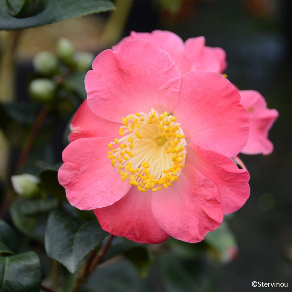 Camellia japonica Ville du Havre - Japanse camelia