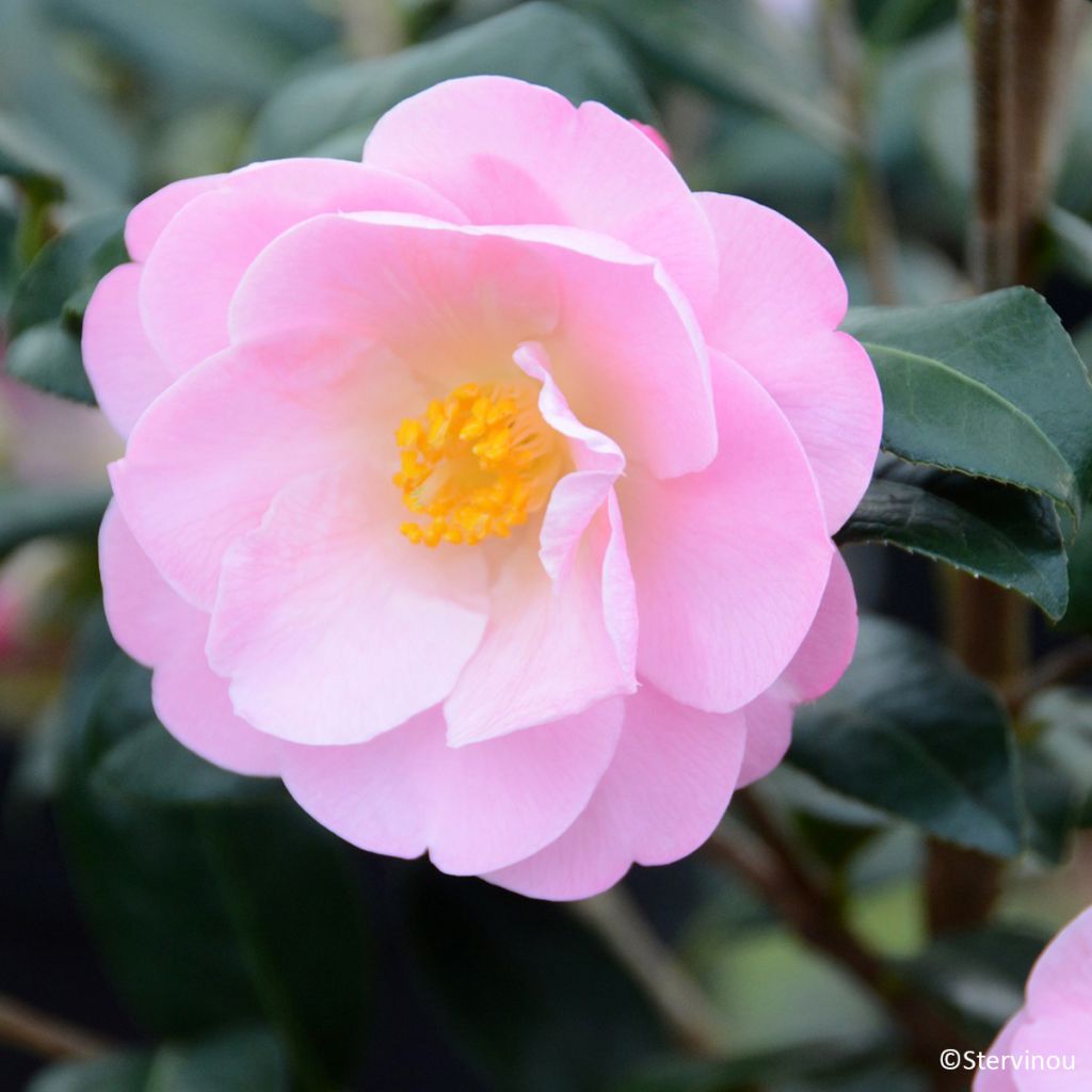 Camellia Nicky Crisp - Japanse roos