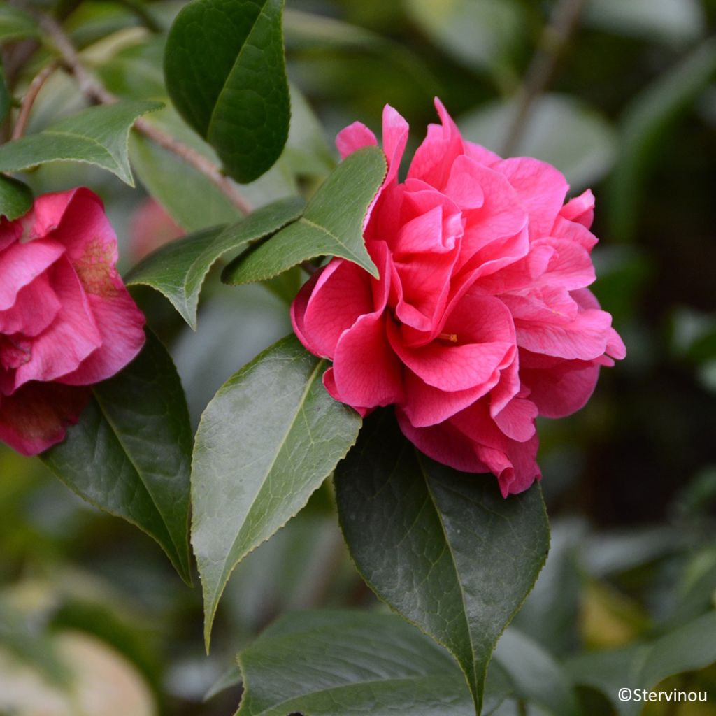 Camellia Parillumination