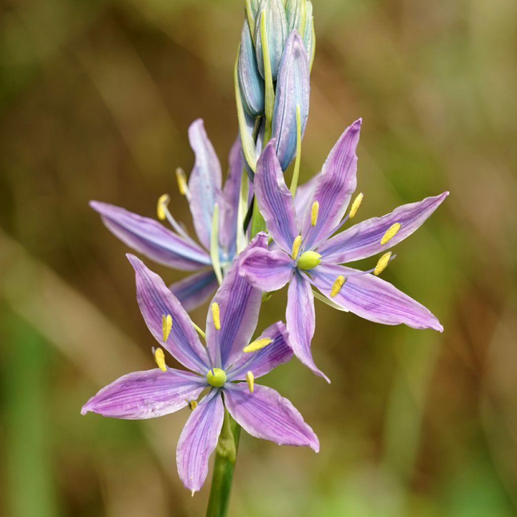 Camassia leichtlinii Aurora - Prairielelie