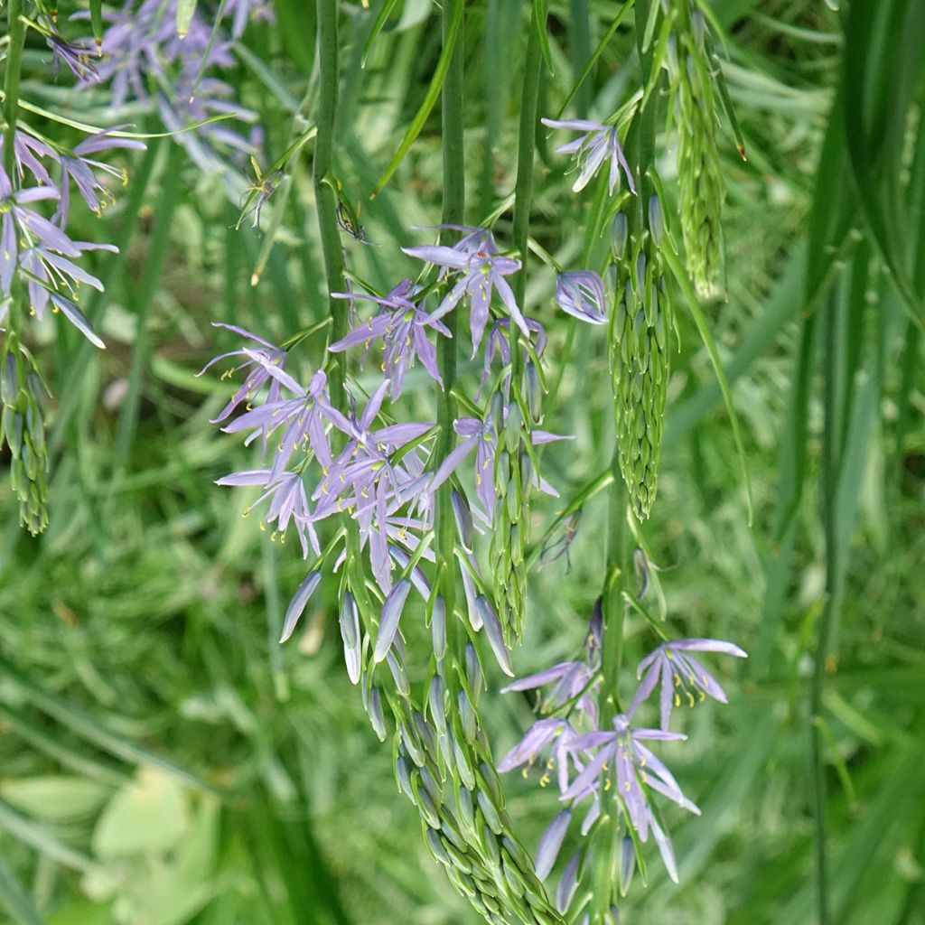 Camassia leichtlinii subsp. suksdorfii Caerulea - Prairielelie