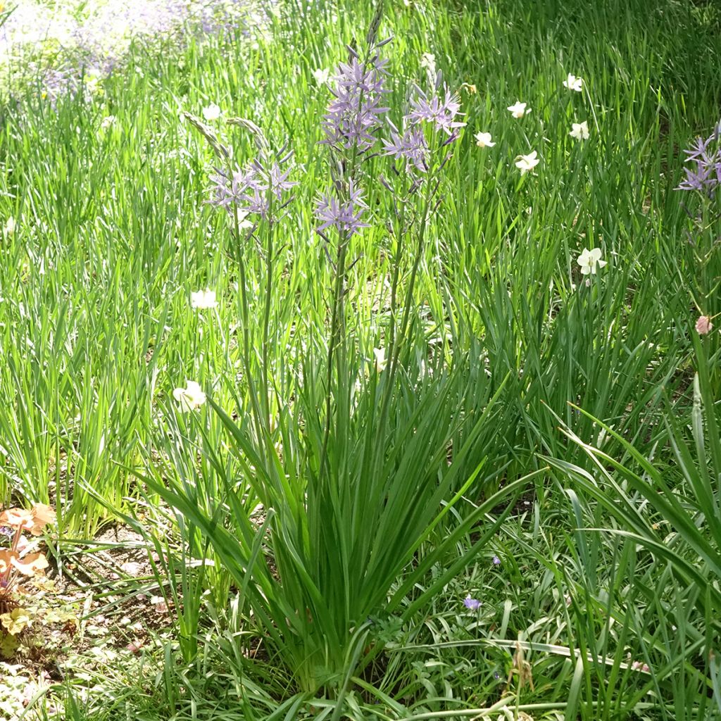 Camassia leichtlinii subsp. suksdorfii Caerulea - Prairielelie