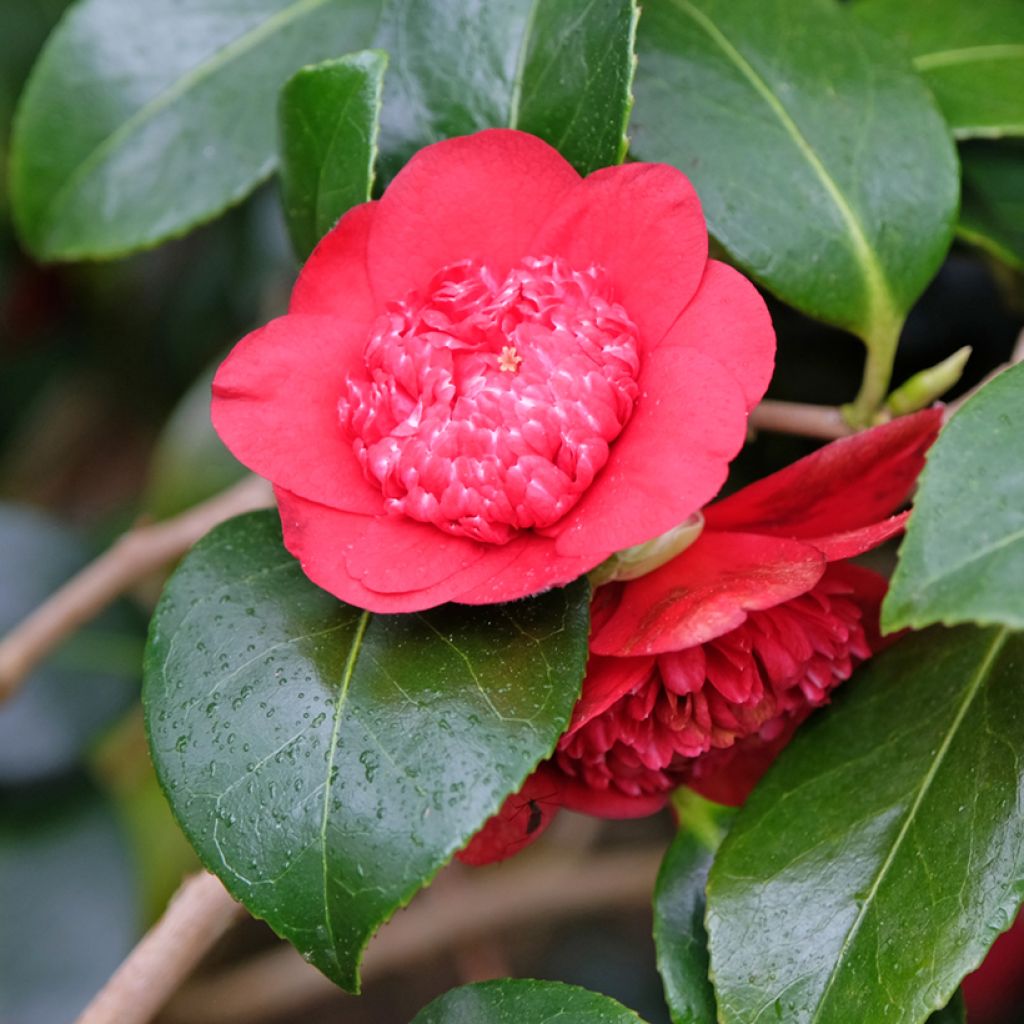 Camellia japonica Bobs Tinsie - Japanse camelia