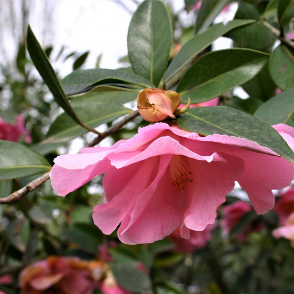 Camellia x williamsii Donation - Williamsii-camelia