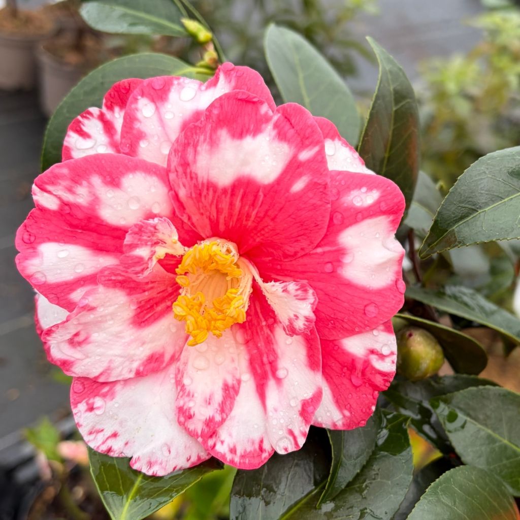 Camellia japonica Donckelarii - Japanse roos