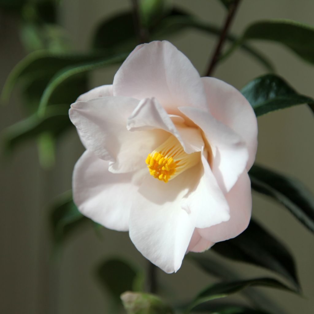 Camellia japonica Hagoromo - Japanse roos