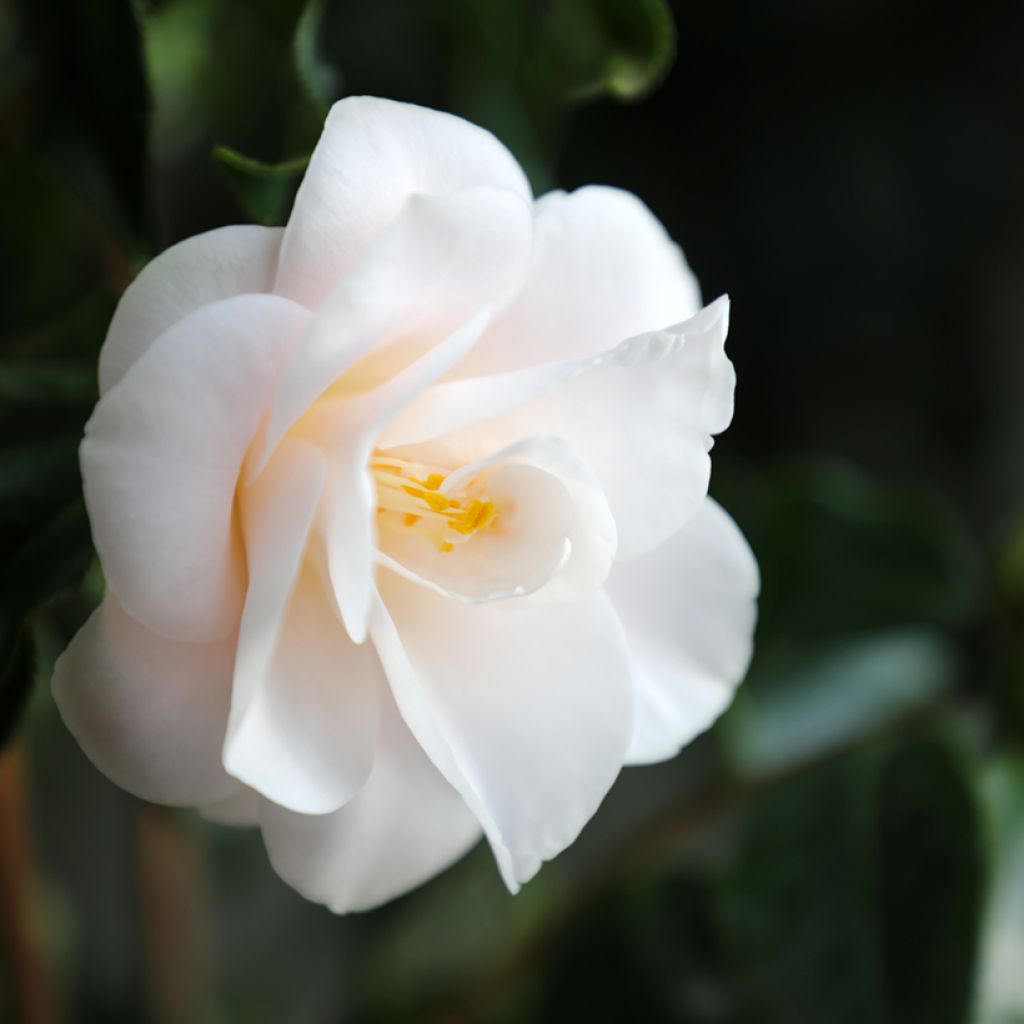 Camellia japonica Hagoromo - Japanse roos
