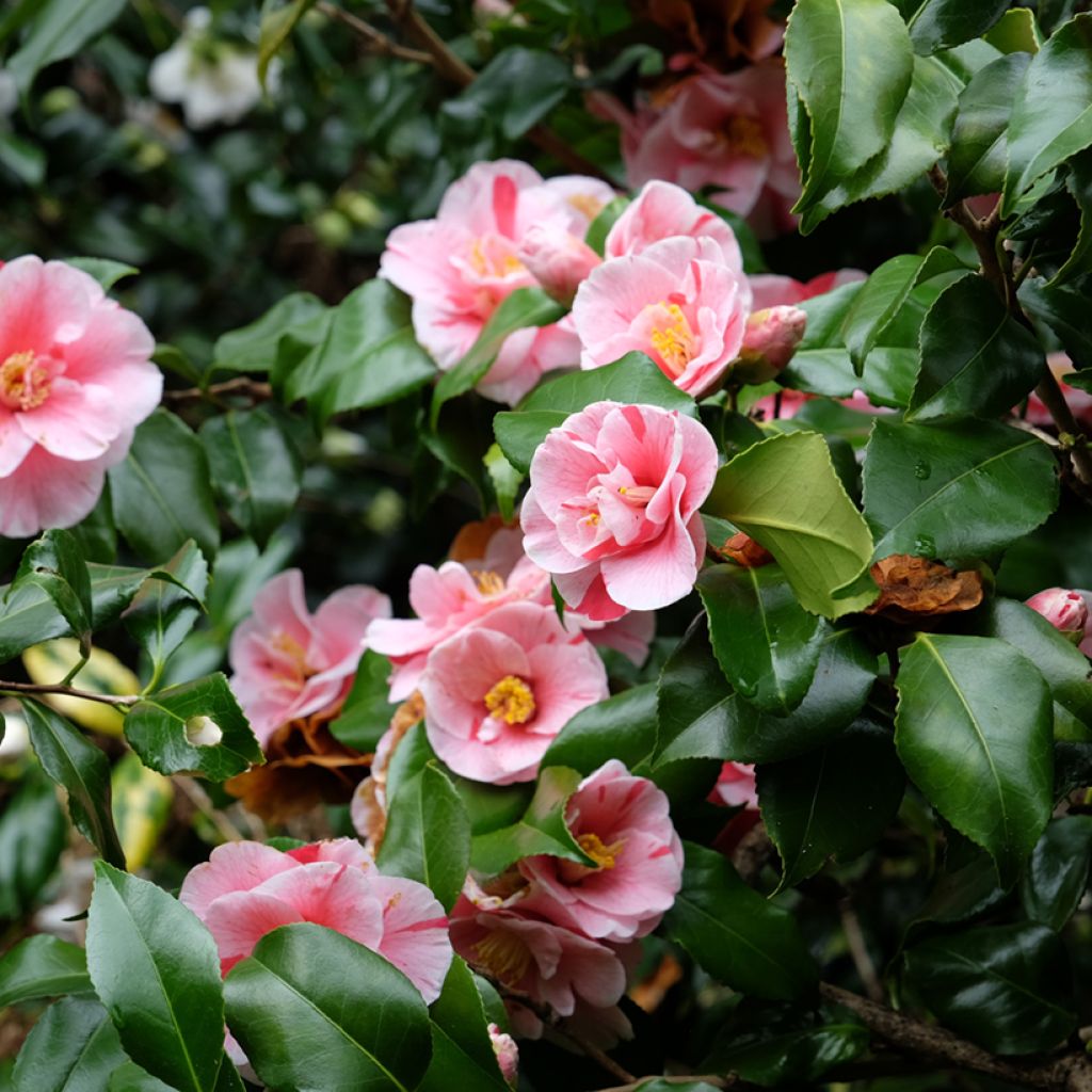 Camellia japonica Lady Vansittart - Japanse camelia