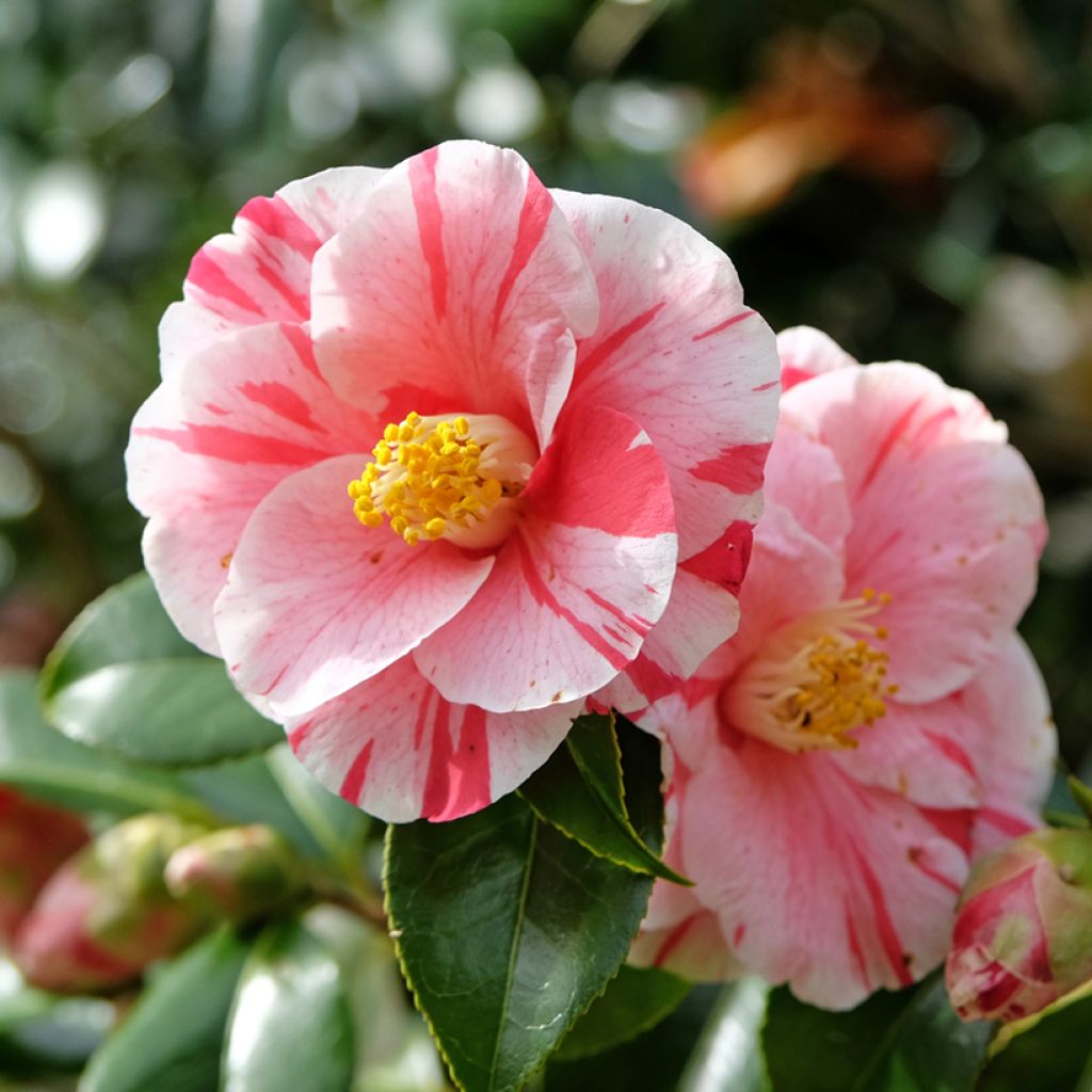 Camellia japonica Lady Vansittart - Japanse camelia