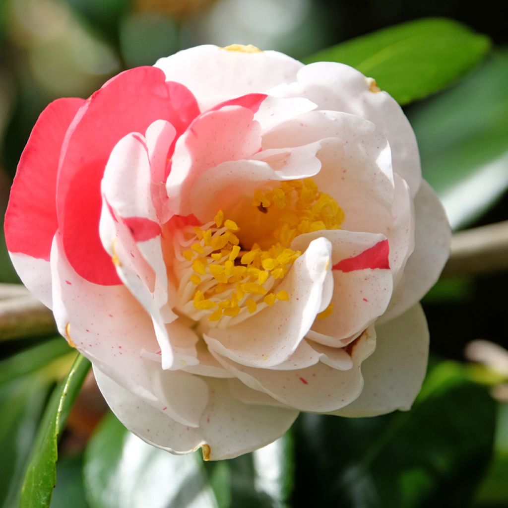 Camellia japonica Lady Vansittart - Japanse camelia
