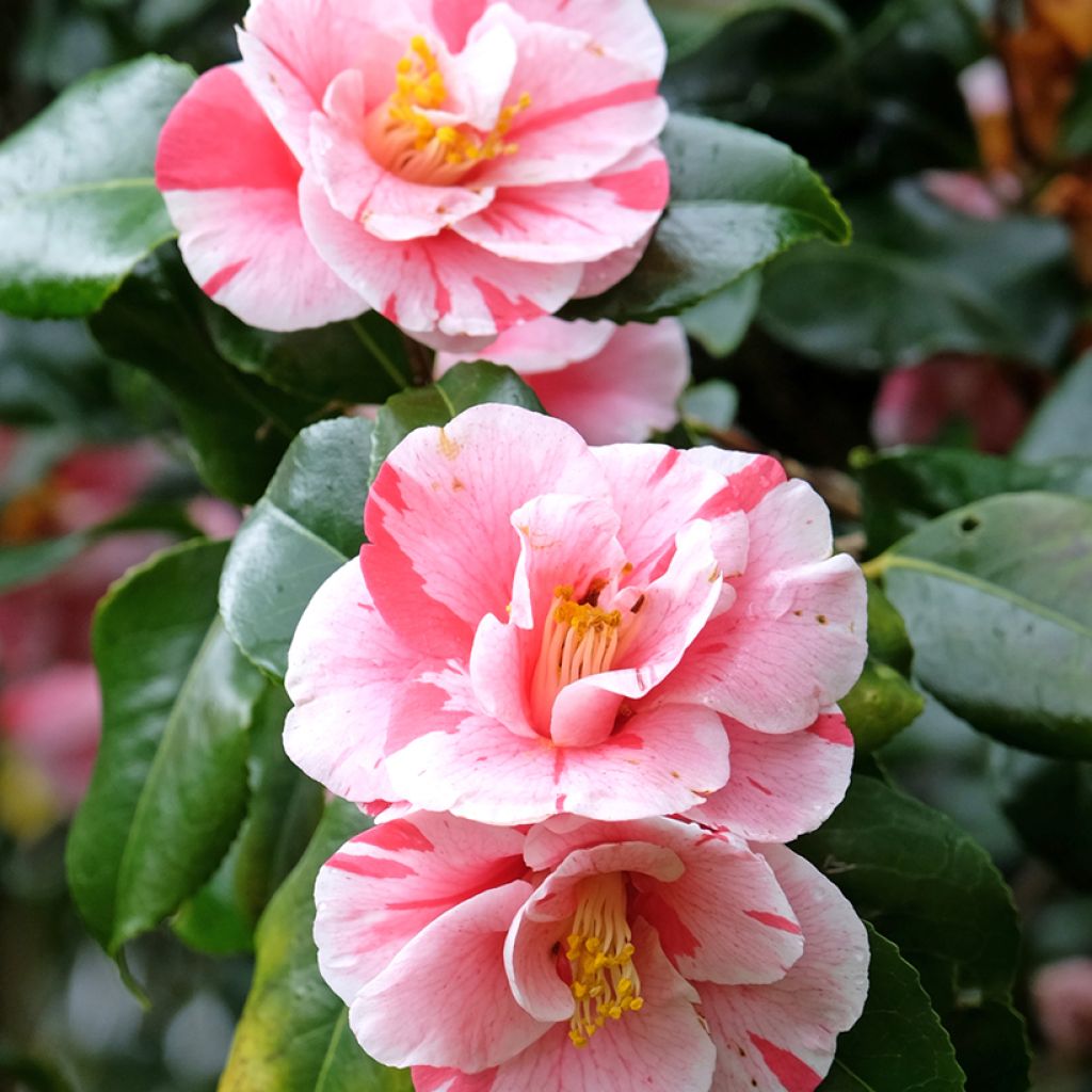 Camellia japonica Lady Vansittart - Japanse camelia