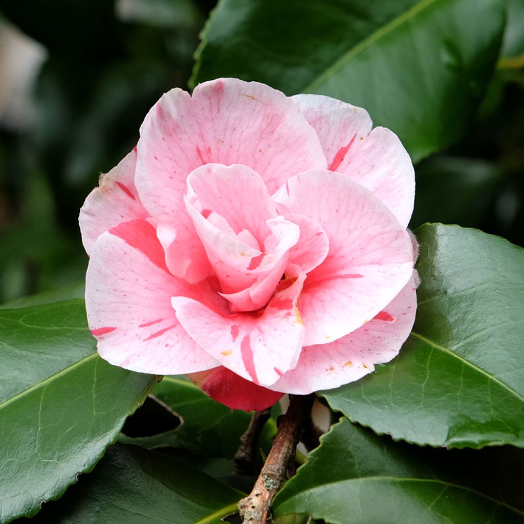Camellia japonica Lady Vansittart - Japanse camelia