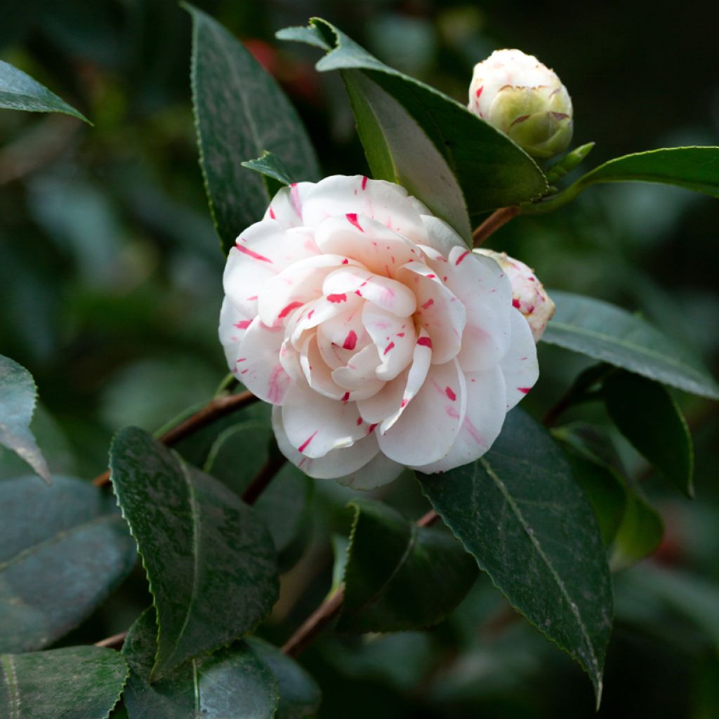 Camélia Lavinia Maggi - Japanse camelia