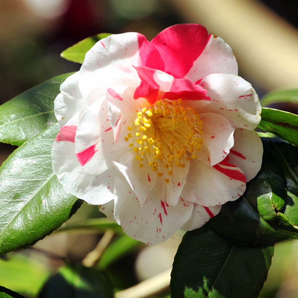 Camélia Lavinia Maggi - Japanse camelia