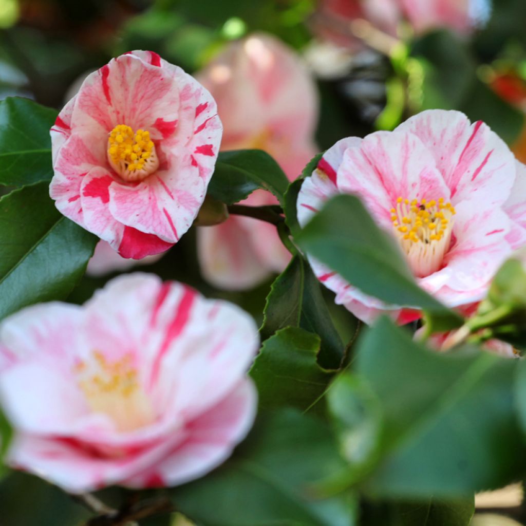 Camélia Lavinia Maggi - Japanse camelia