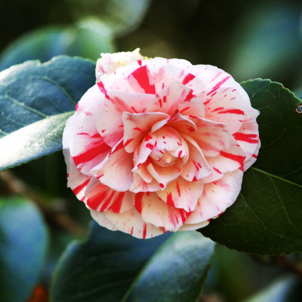 Camélia Lavinia Maggi - Japanse camelia
