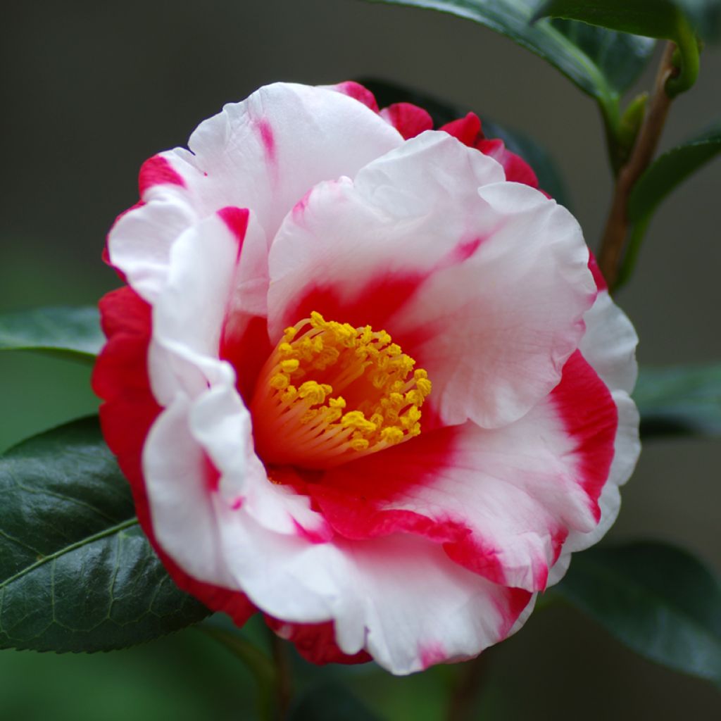 Camellia japonica Robert Lasson - Japanse camelia