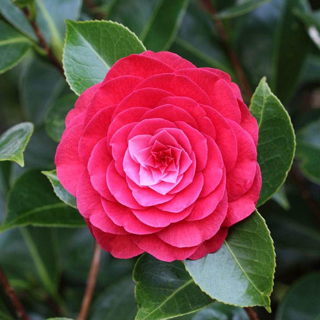 Camellia japonica Roger Hall - Japanse camelia