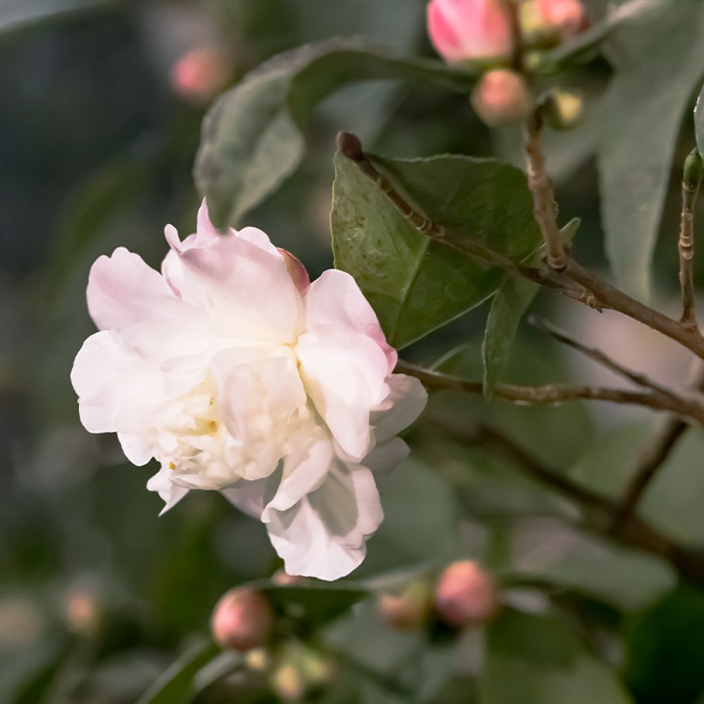 Camellia Cinnamon Cindy - Japanse roos