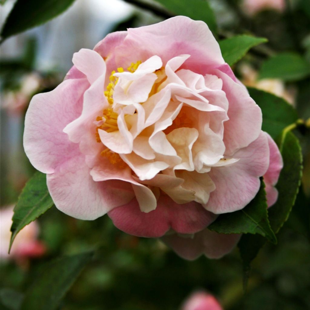 Camellia High Fragrance