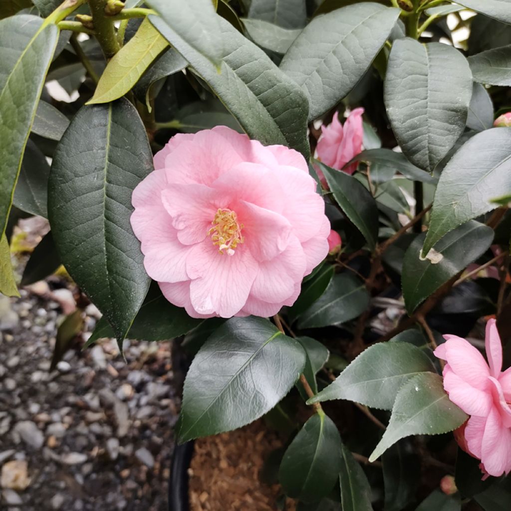 Camellia Spring Festival - Japanse camelia