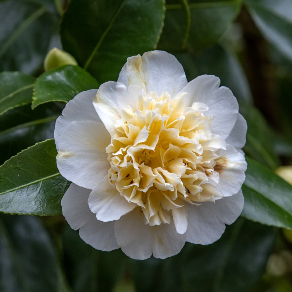 Camellia japonica Jurys Yellow - Japanse camelia