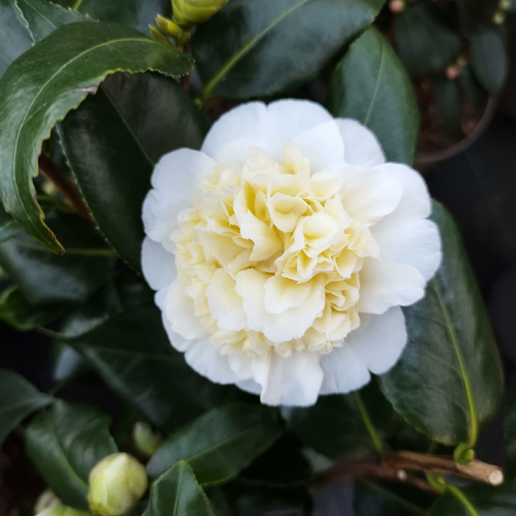 Camellia japonica Jurys Yellow - Japanse camelia