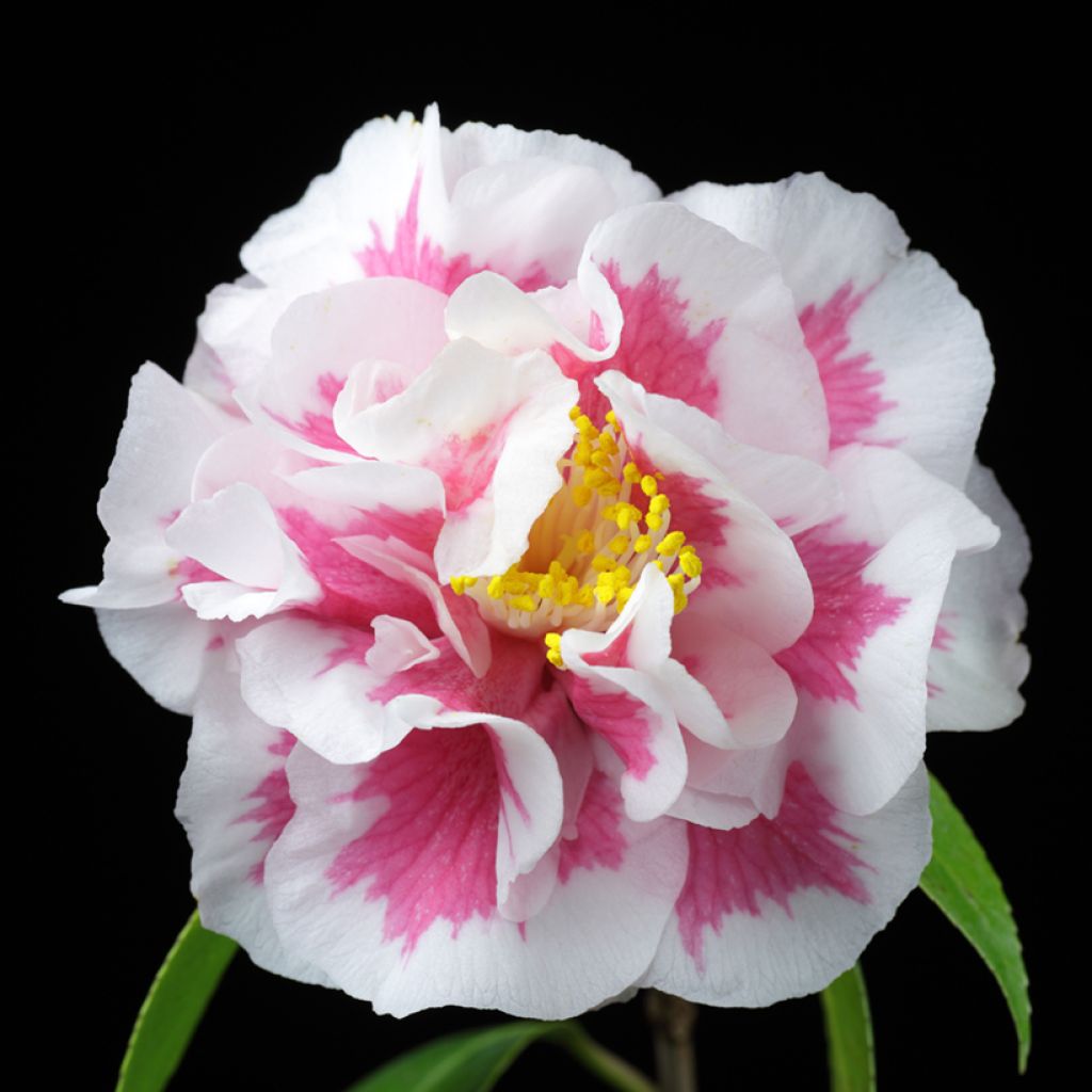 Camellia Look Away - Japanse camelia