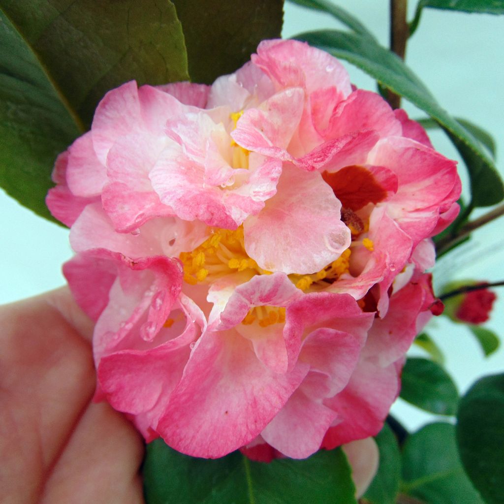 Camellia japonica Nuccios Jewel - Japanse camelia