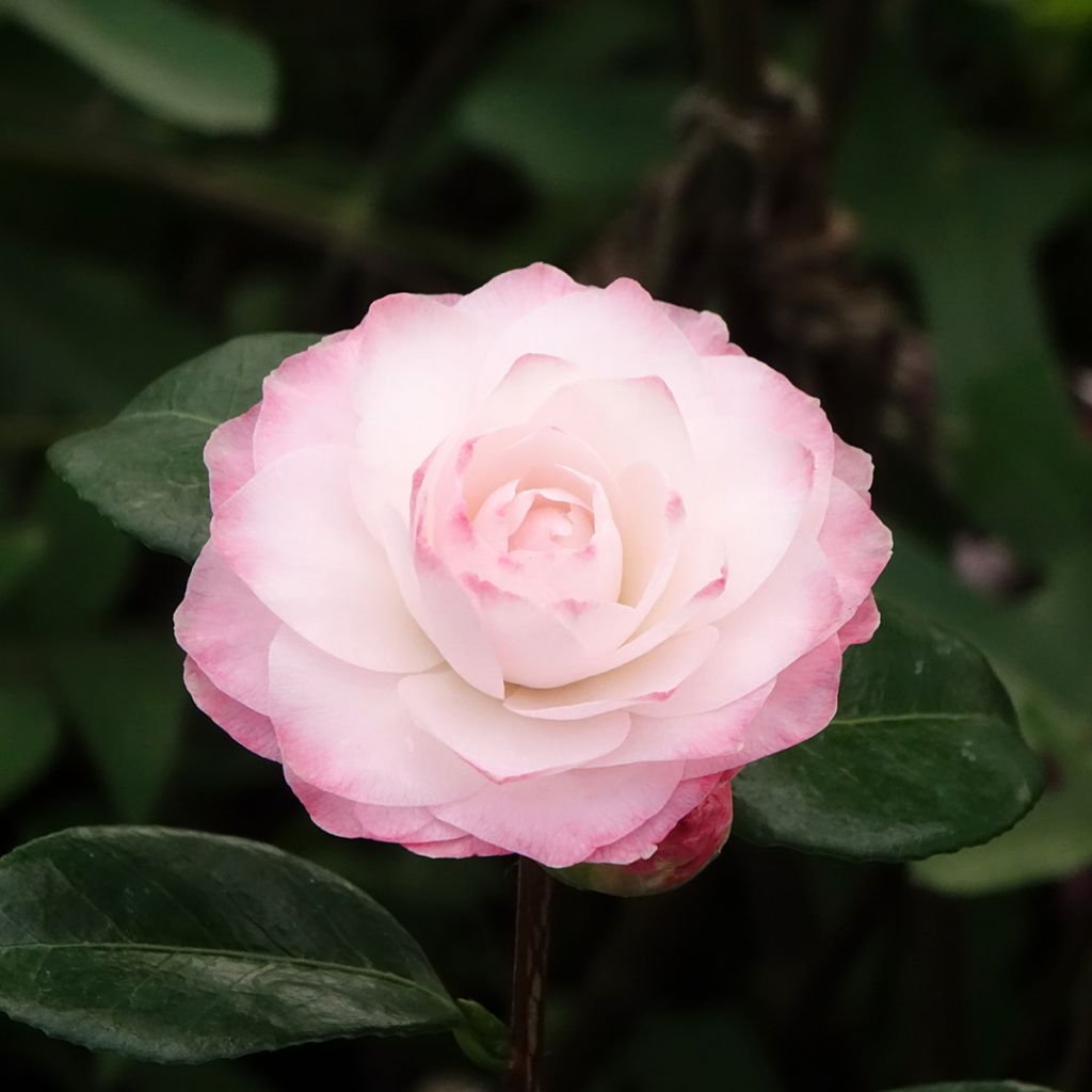 Camellia Nuccio's Pearl - Japanse camelia