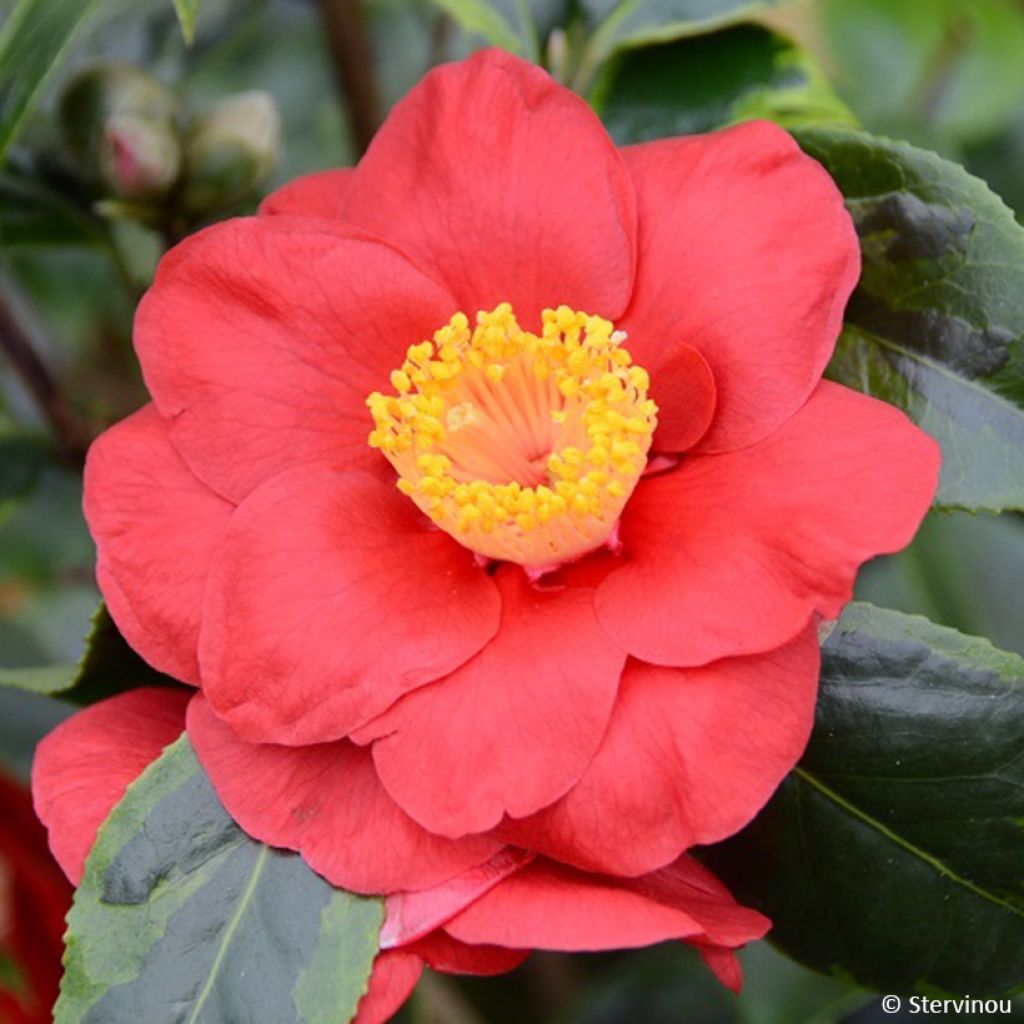 Camellia japonica Painters Palette - Japanse camelia