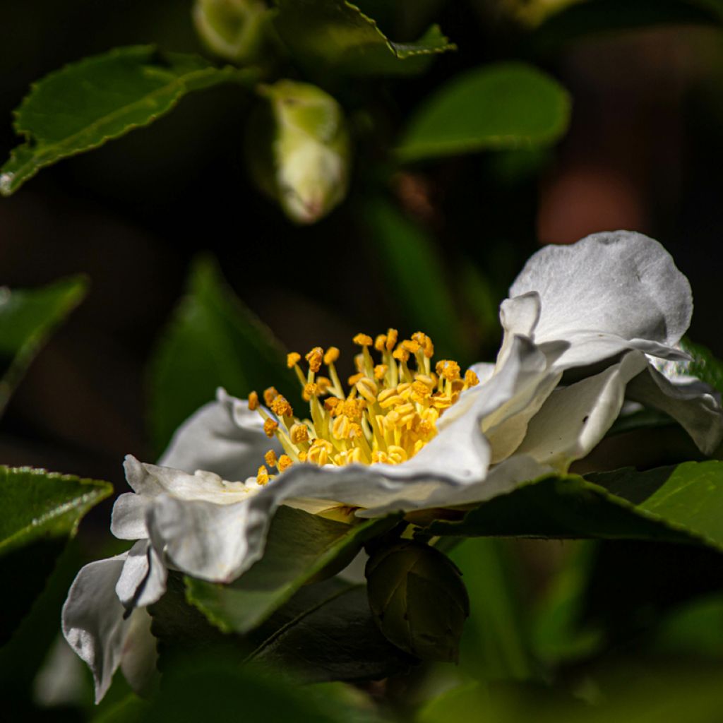 Camellia sasanqua Setsugekka - Herfstcamelia