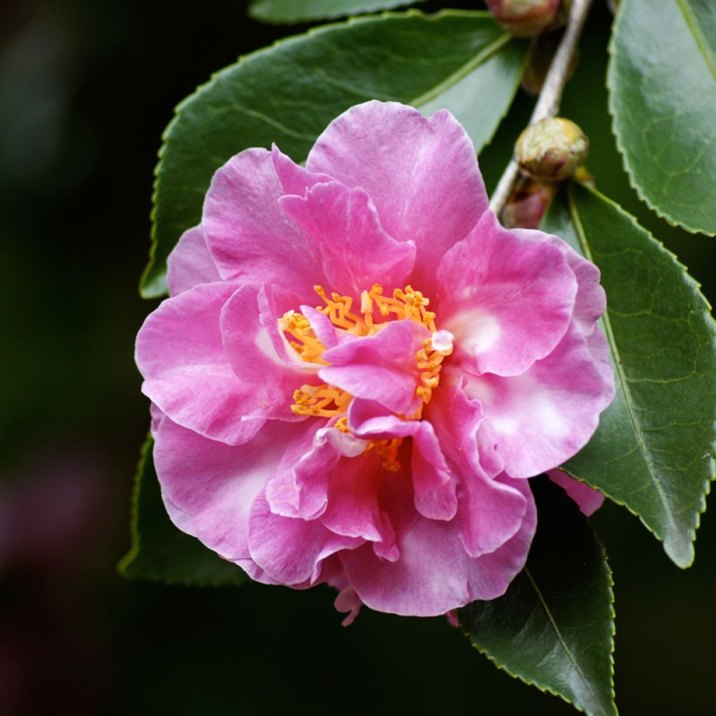 Camellia sasanqua Showa no Sakae - Herfstcamelia