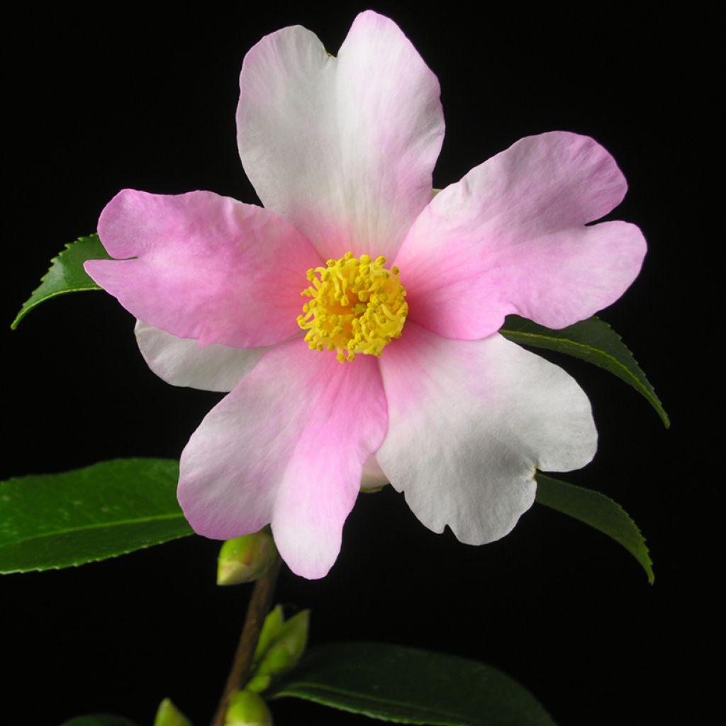 Camellia sasanqua Yume - Herfstcamelia