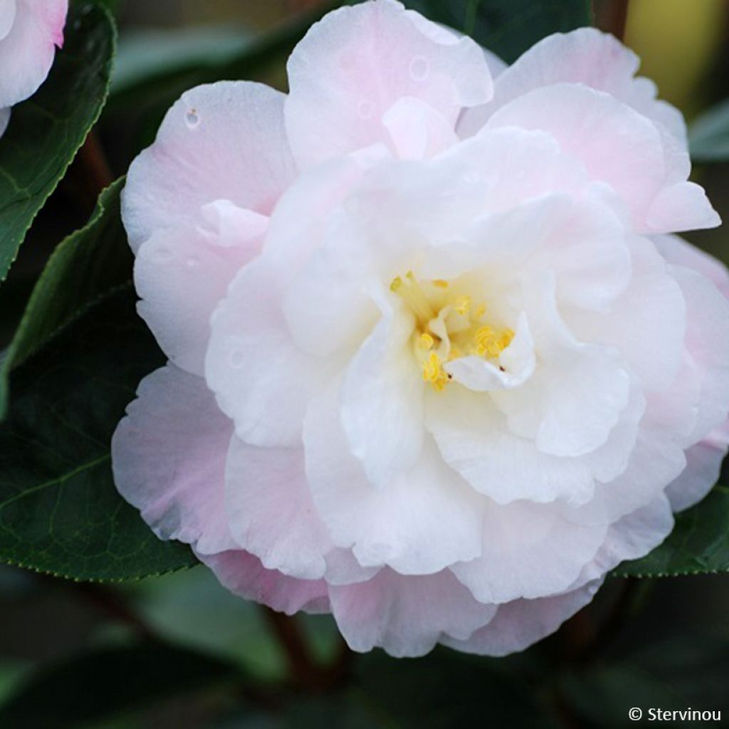 Camellia Ile Crozet