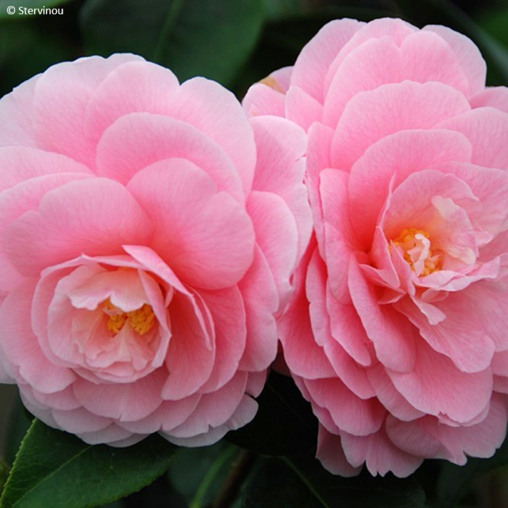 Camellia reticulata