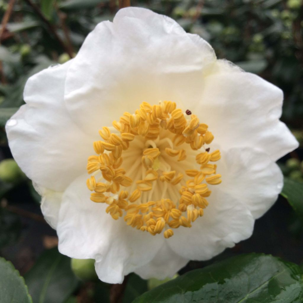 Camellia japonica de Higo Fuji - Japanse roos