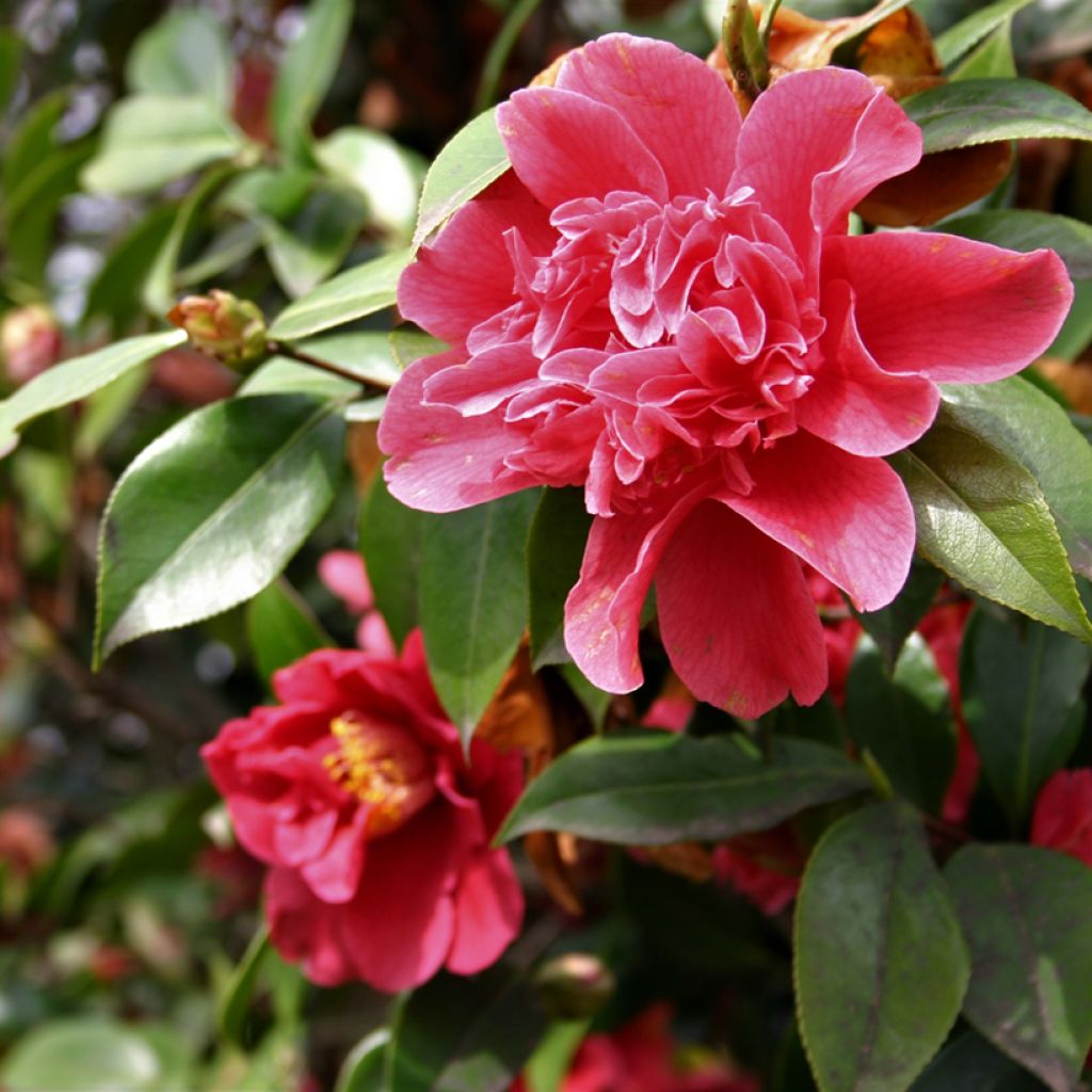 Camellia japonica Mark Alan - Japanse camelia