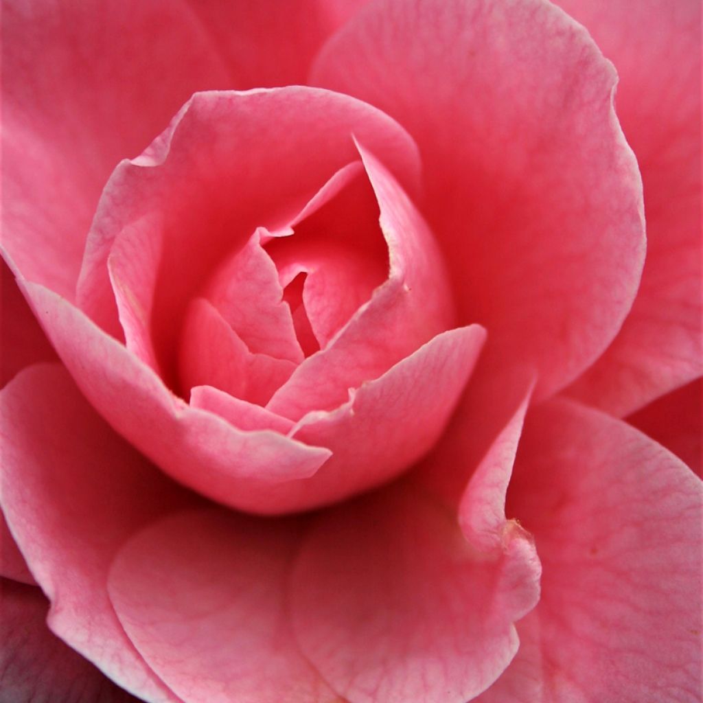 Camélia Nuccios Cameo - Japanse camelia