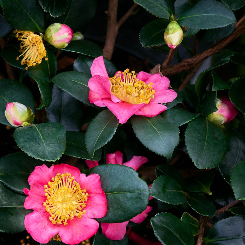 Camellia sasanqua Belinda - Herfstcamelia