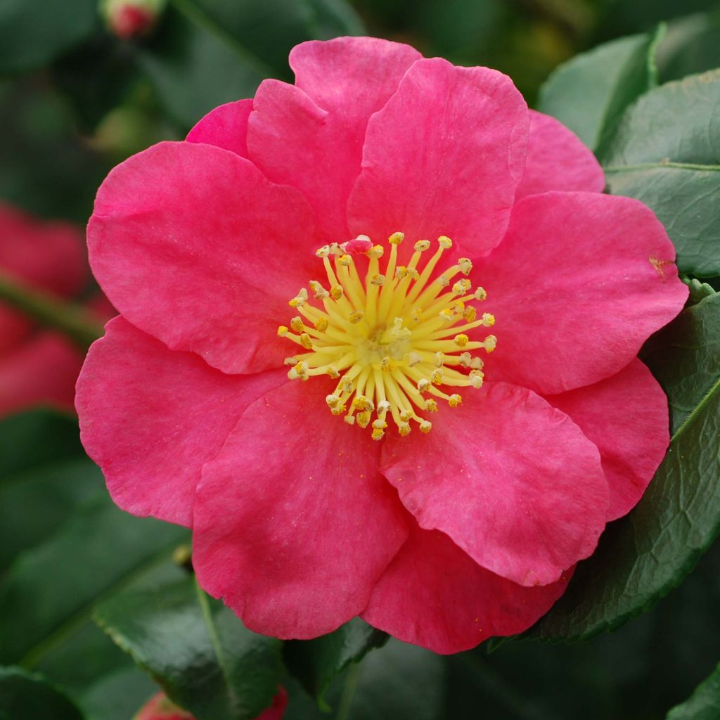 Camellia sasanqua Sekiyo - Herfstcamelia