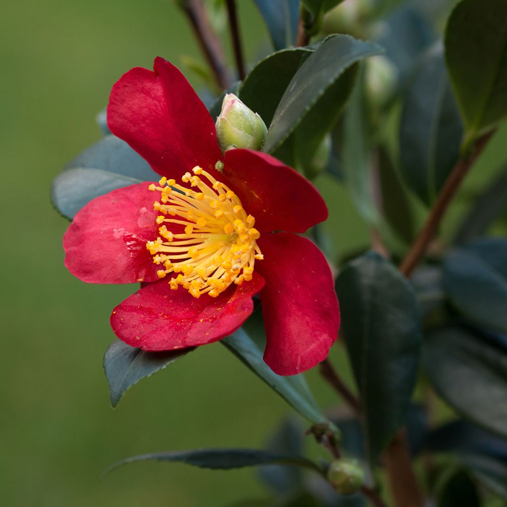 Camellia sasanqua Yuletide - Herfstcamelia