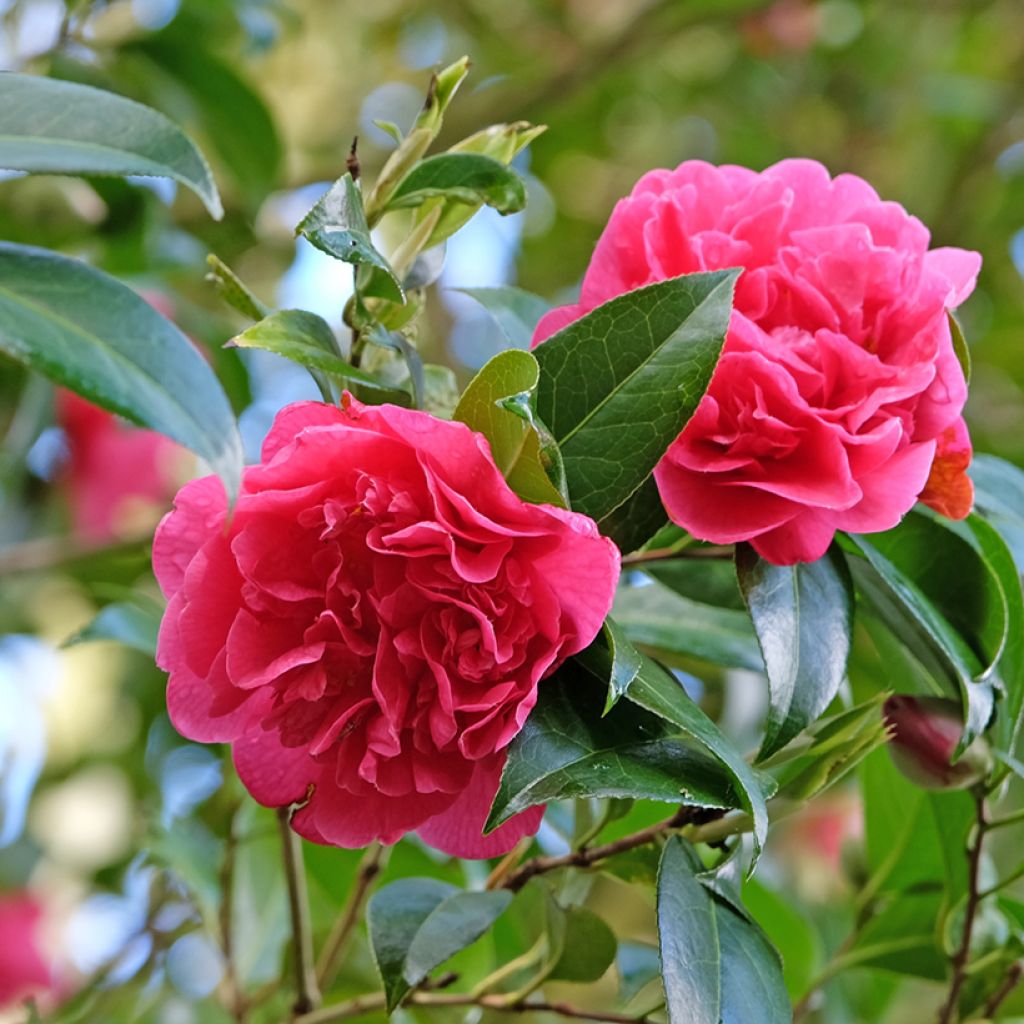 Camellia x williamsii Anticipation - Williamsii-camelia