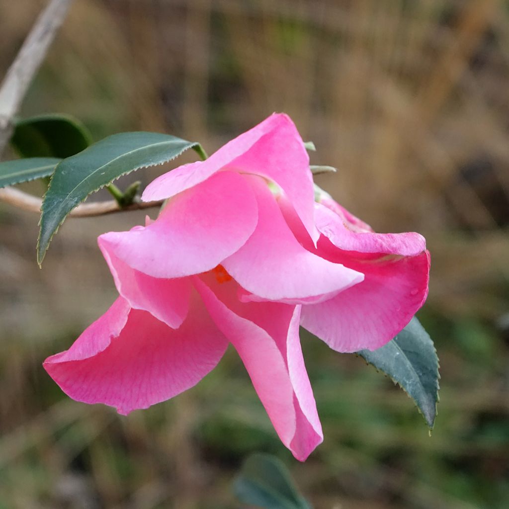 Camellia x williamsii Tulip Time - Williamsii-camelia