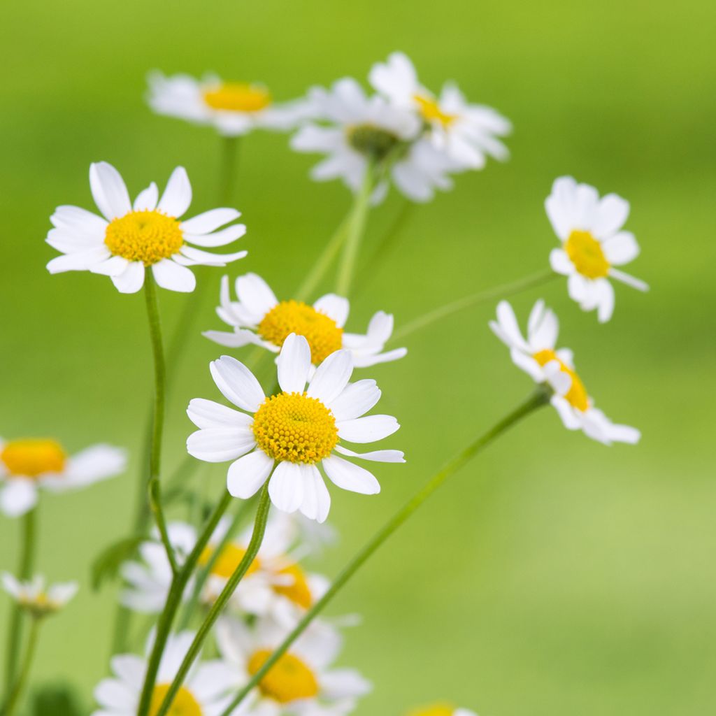 Matricaria recutita (zaad) - Echte kamille