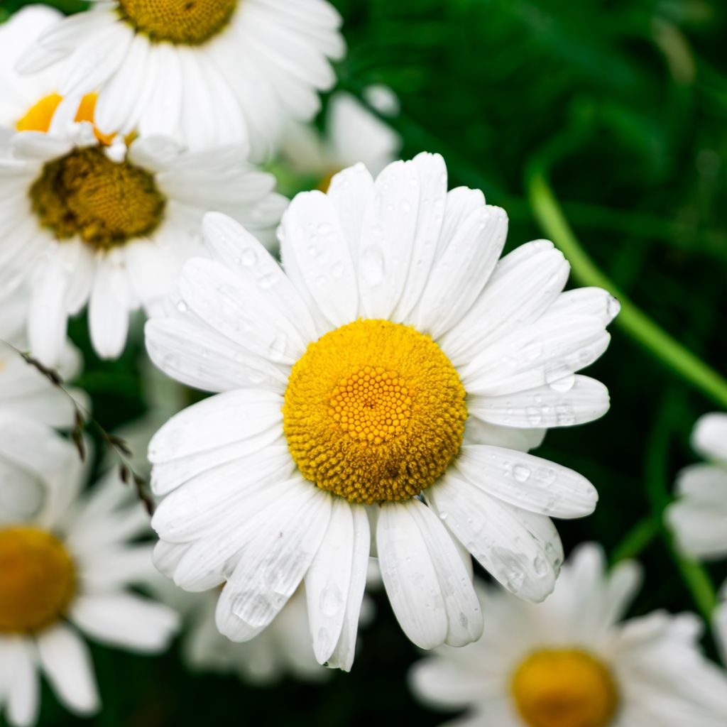 Duitse kamille BIO - Matricaria recutita